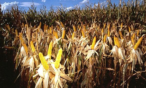 Genetically engineered Ciba Gelgy corn