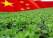 soja-china1