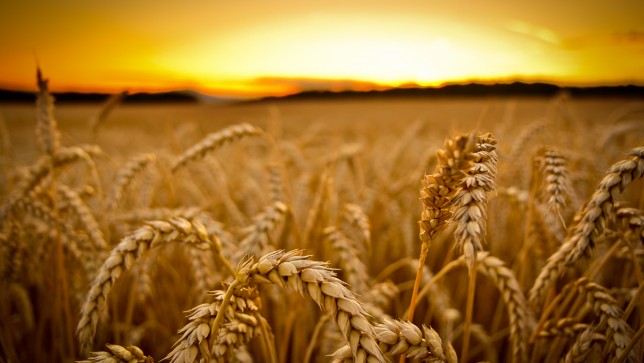 GM Wheat