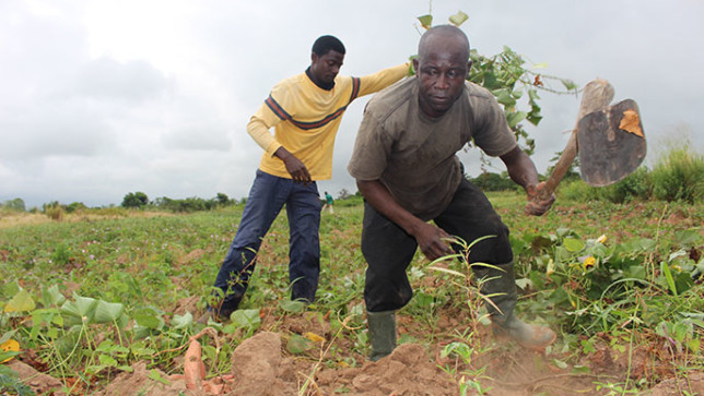 Ghana farmers