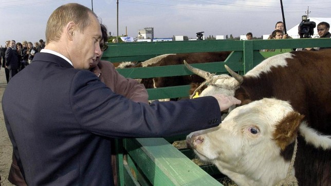 putin gmo feed cows