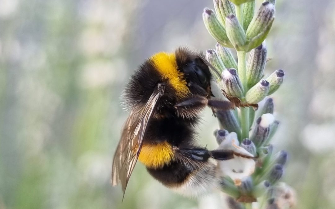 Roundup Affects Vital Fine Color Vision Of Bumblebees New Finnish