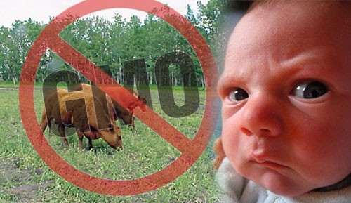 No GMO Baby