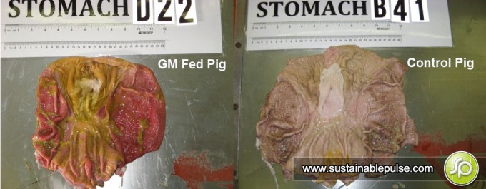 Pig stomachs gmo feed