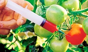 gmo-seeds