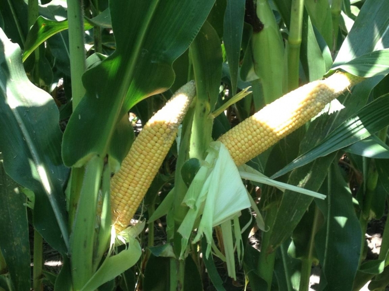 NonGMO Corn Hybrids Smash GMO Varieties in Illinois Trials