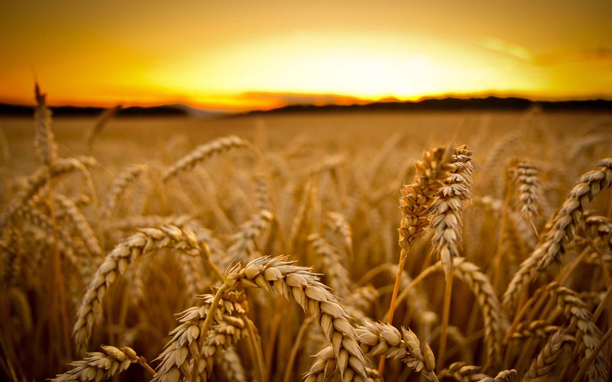 us-authorities-open-new-gm-wheat-investigation-after-montana-scandal