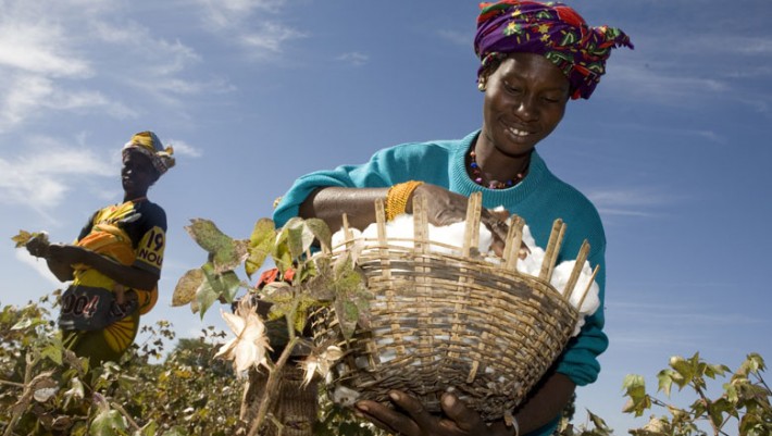 Burkina Faso Abandons GMO Cotton in Blow to Biotech's Africa Plans ...