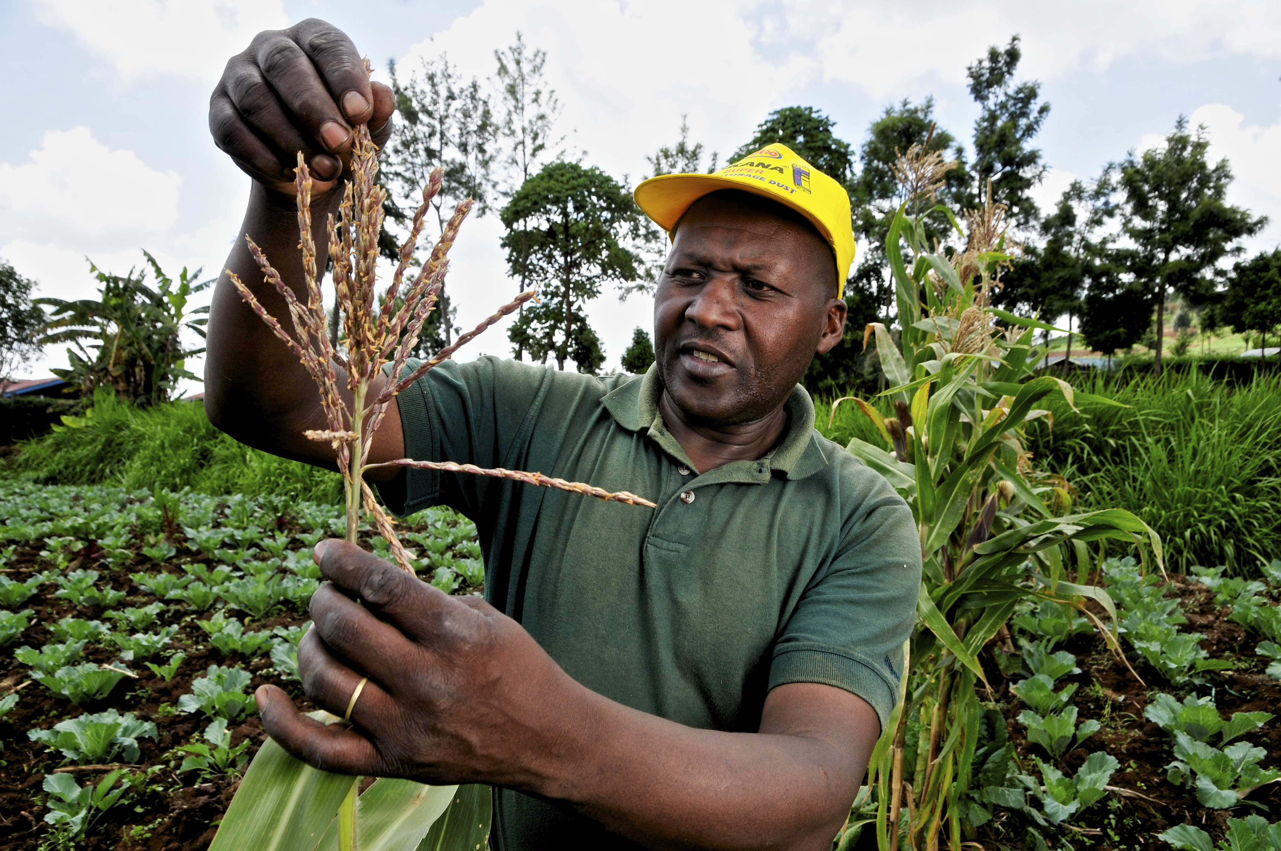 Kenyan Farmers Sue Government To Stop Lifting Of GMO Ban Sustainable 