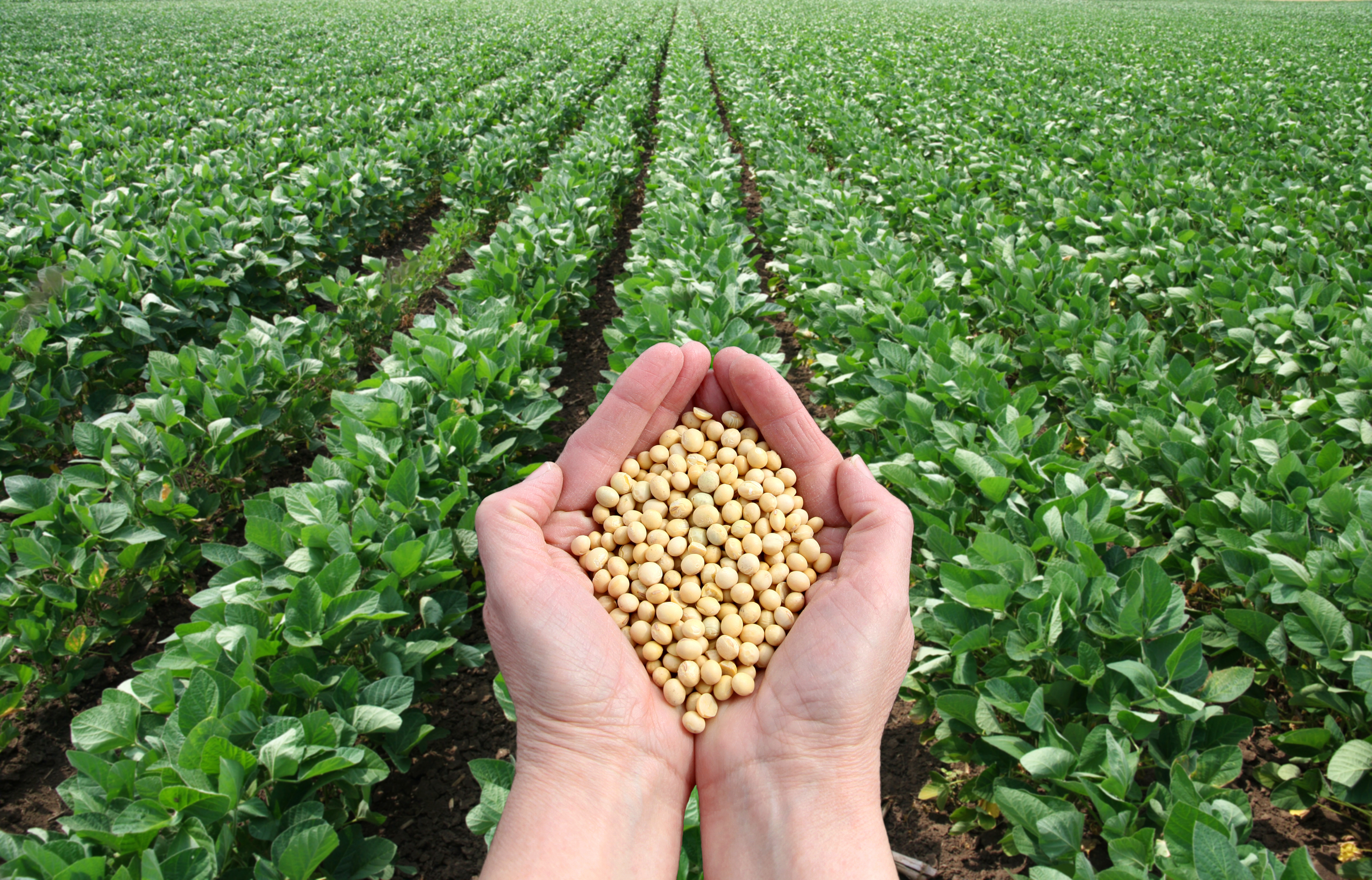 Russia Bans all Imports of US Soybeans and Corn over Microbial and GMO