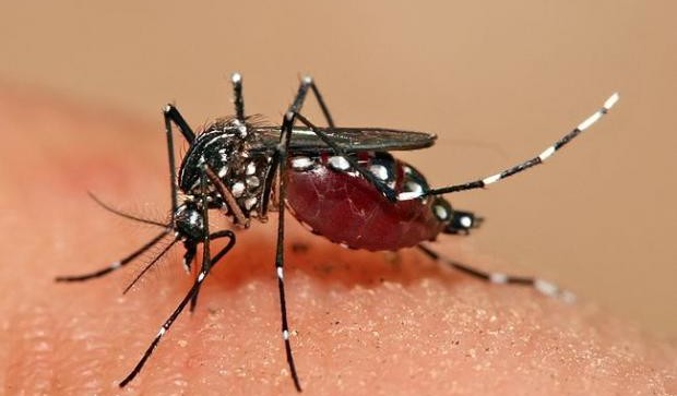 Oxitec Admits GM Mosquitoes Could Result in Population Boom of Disease ...