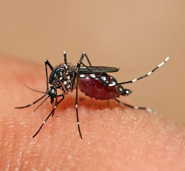 Oxitec Admits GM Mosquitoes Could Result in Population Boom of Disease