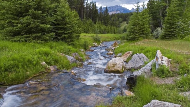 Aquatics, Stream Study