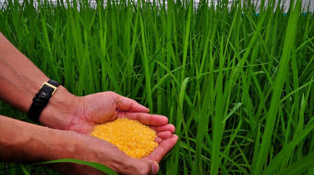 Golden Rice Benefits