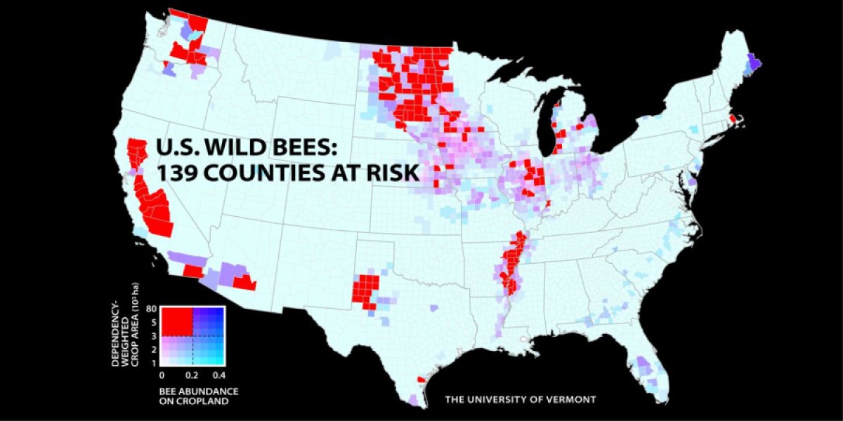 Beekeeping usa 