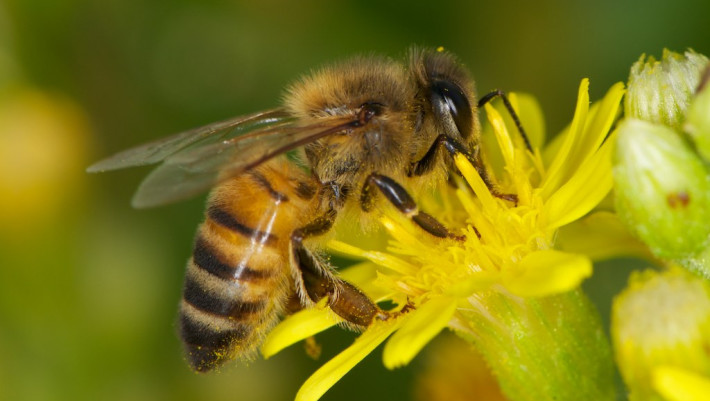 Young Hive-Bound Bees Befuddled by Common Chemicals - Sustainable Pulse