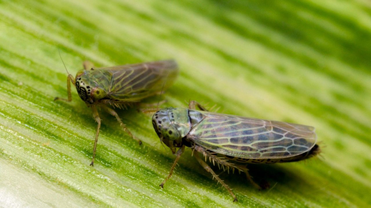 Scientists Warn US Military Could Use GMO Insect Project to Create an ...