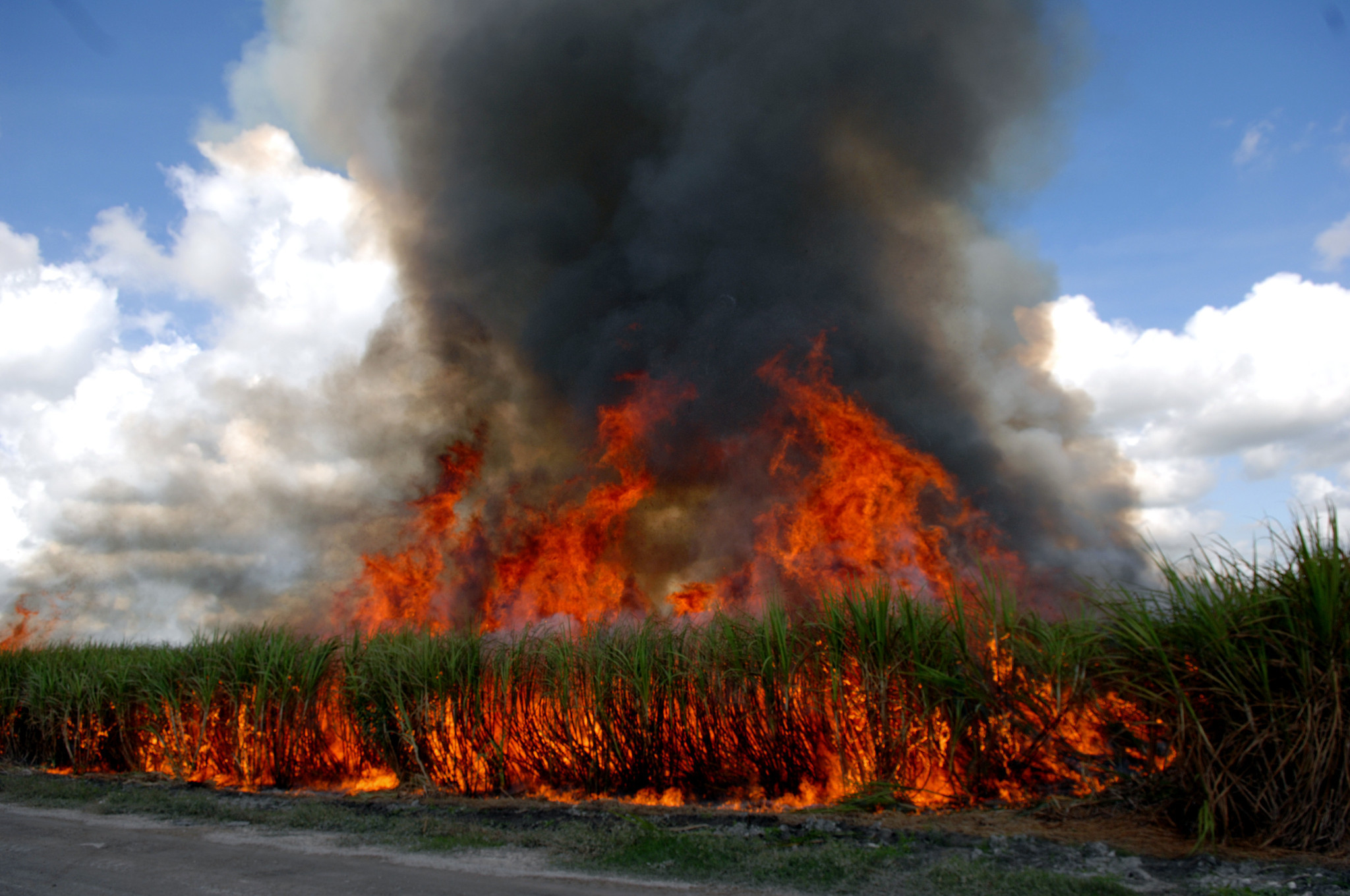 Quevedo Judge Orders Ecuador Government to Burn All GMO Crops