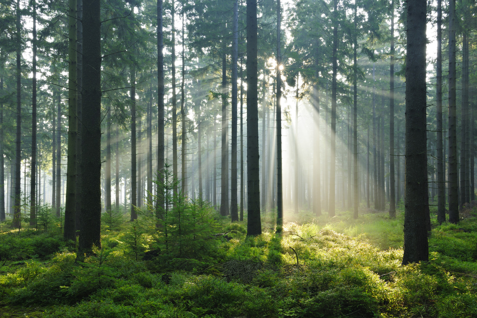 Поставь в лесу 1. Энергия леса. Еловый лес энергия. Wald. Опушка леса фото.