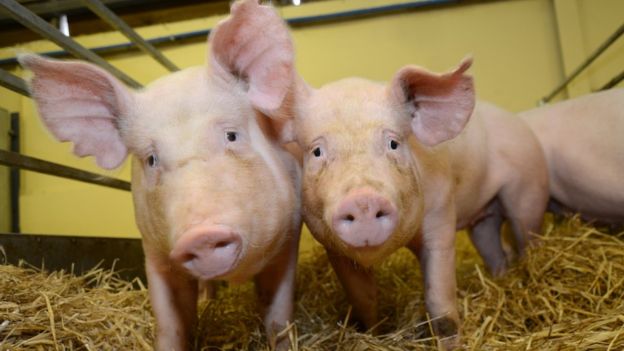 Gene-Edited Farm Animals Pose Serious Risks to Human Health, the Environment  and Animal Welfare - Sustainable Pulse