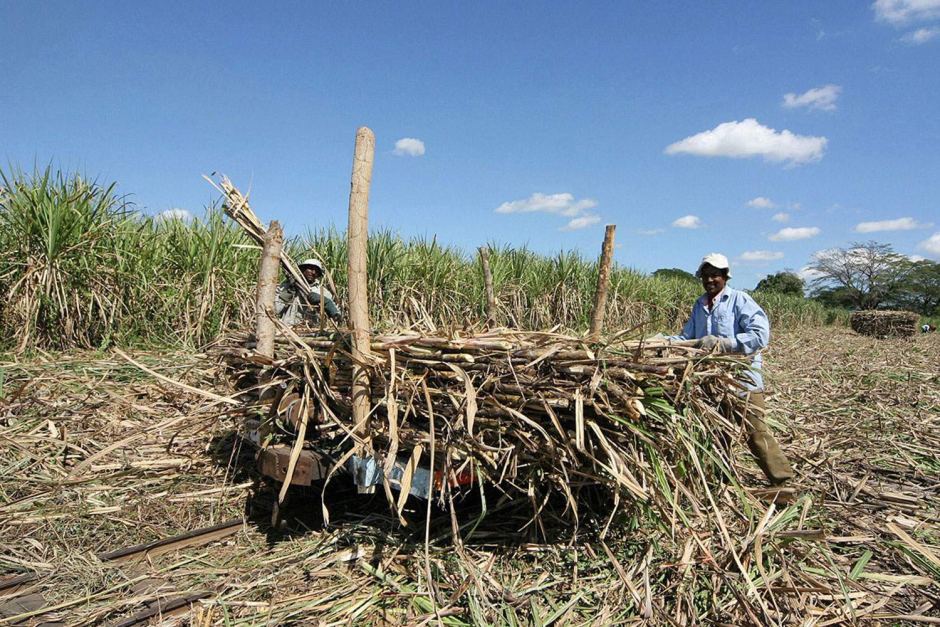Сахарный тростник районы выращивания