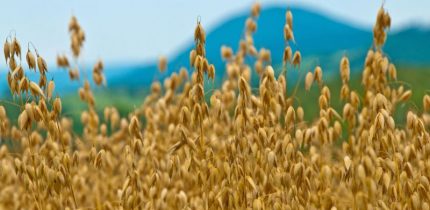 pre-harvest oats