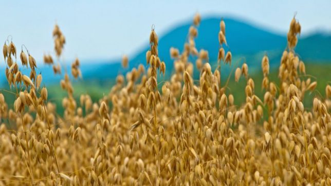 pre-harvest oats