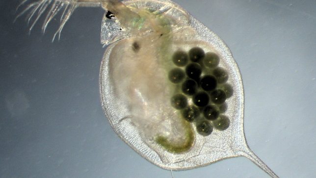 Daphnia