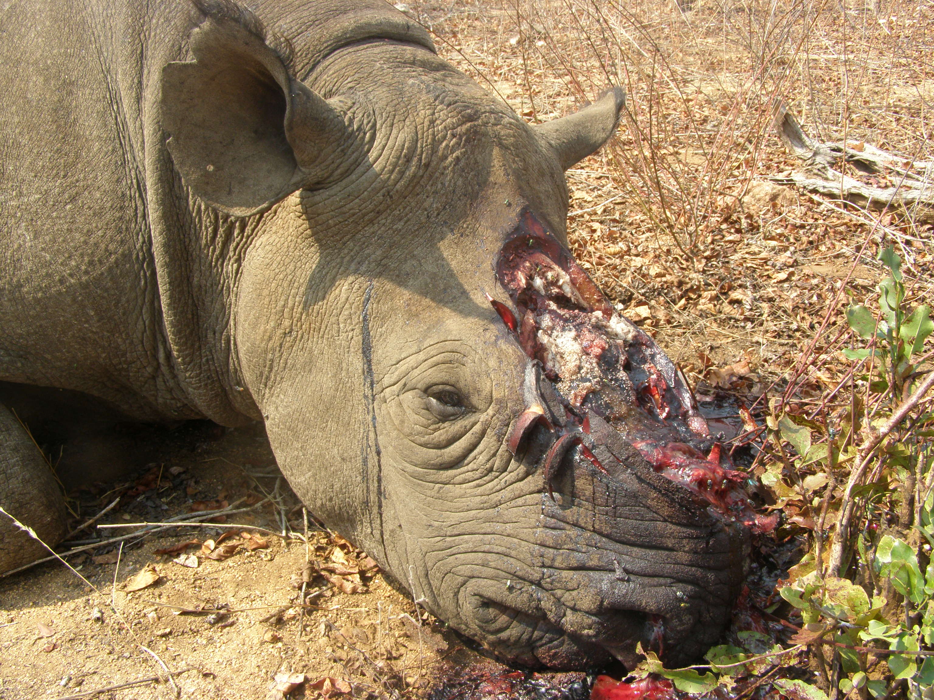 rhino poaching