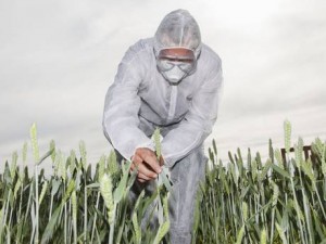 GMO Crops